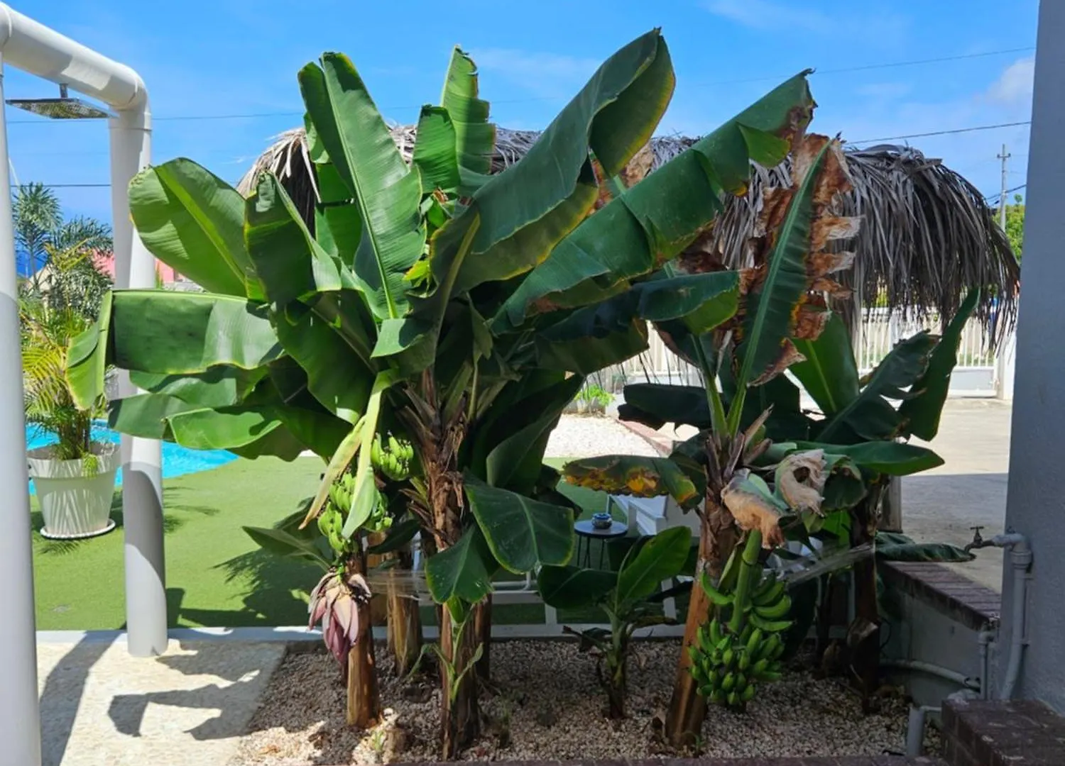 Villa Raven`s Paradise  Willemstad Lägenhet